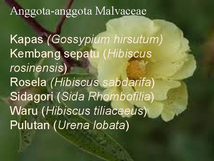Anggota-anggota Malvaceae Kapas (Gossypium hirsutum) Kembang sepatu (Hibiscus rosinensis) Rosela (Hibiscus sabdarifa) Sidagori (Sida