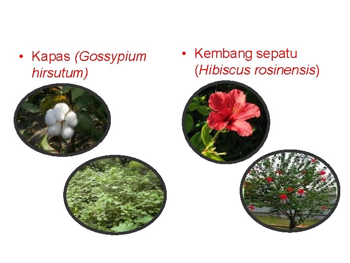  • Kapas (Gossypium hirsutum) • Kembang sepatu (Hibiscus rosinensis) 