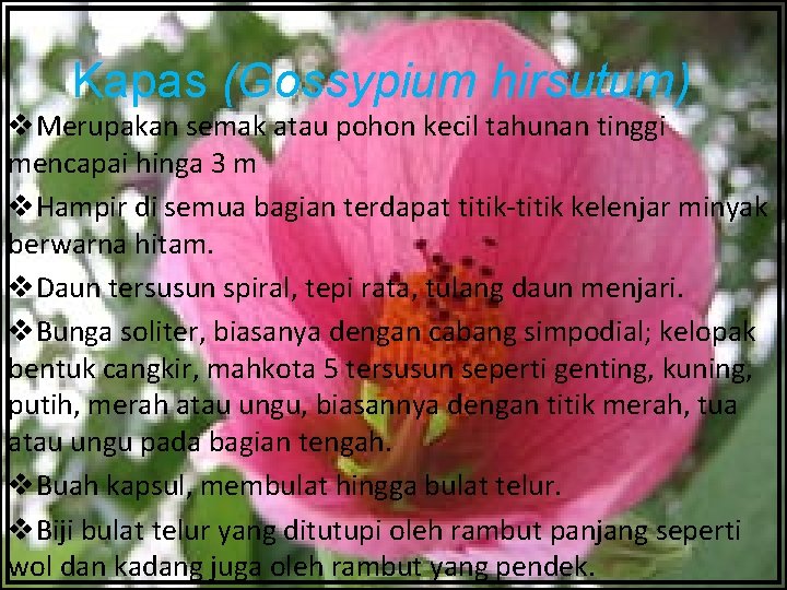 Kapas (Gossypium hirsutum) v. Merupakan semak atau pohon kecil tahunan tinggi mencapai hinga 3