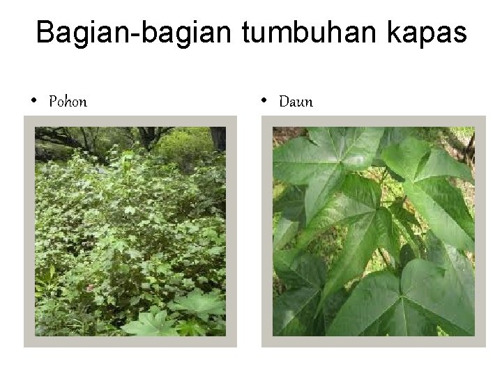 Bagian-bagian tumbuhan kapas • Pohon • Daun 