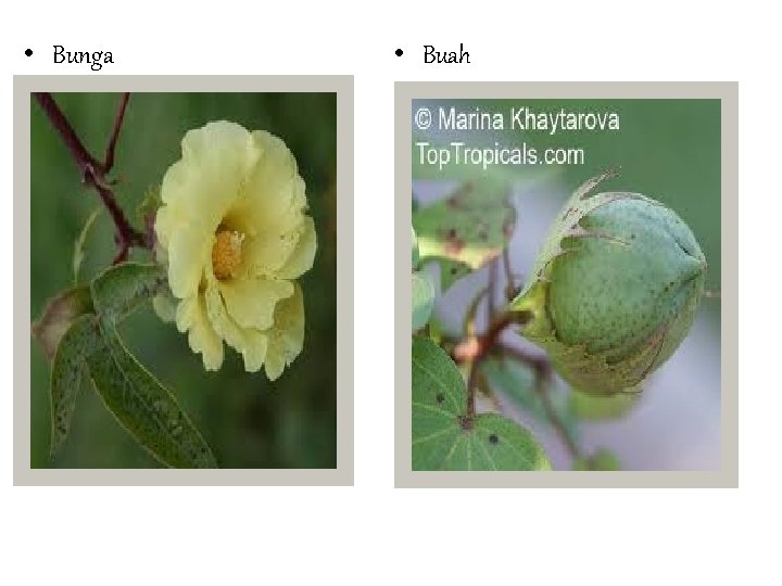 • Bunga • Buah • Bunga • Buah