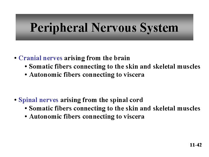 Peripheral Nervous System • Cranial nerves arising from the brain • Somatic fibers connecting