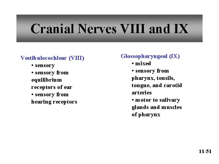 Cranial Nerves VIII and IX Vestibulocochlear (VIII) • sensory from equilibrium receptors of ear