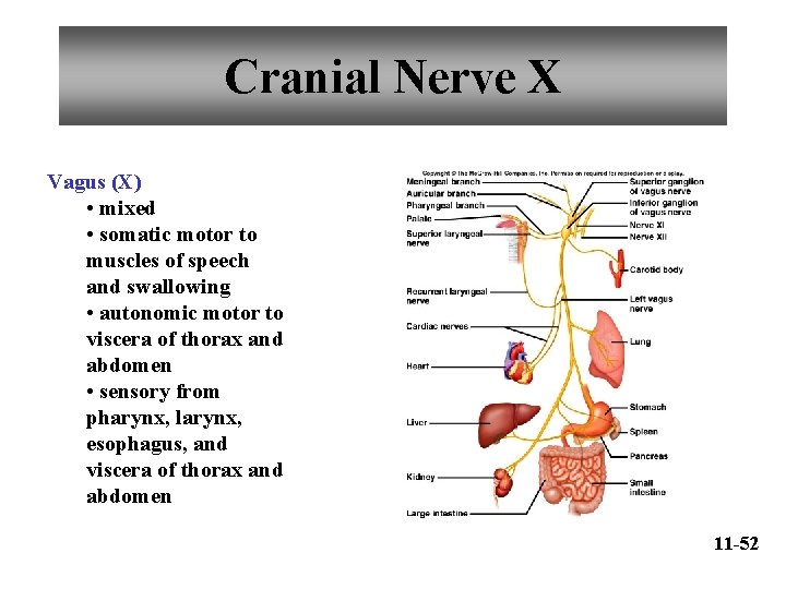 Cranial Nerve X Vagus (X) • mixed • somatic motor to muscles of speech