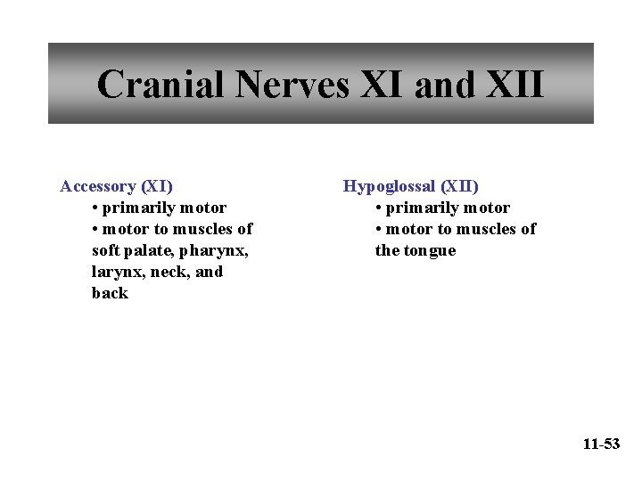 Cranial Nerves XI and XII Accessory (XI) • primarily motor • motor to muscles