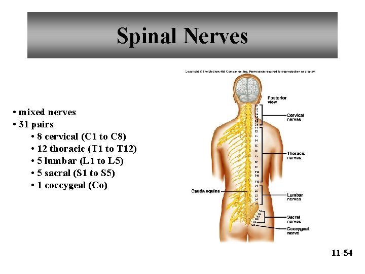 Spinal Nerves • mixed nerves • 31 pairs • 8 cervical (C 1 to