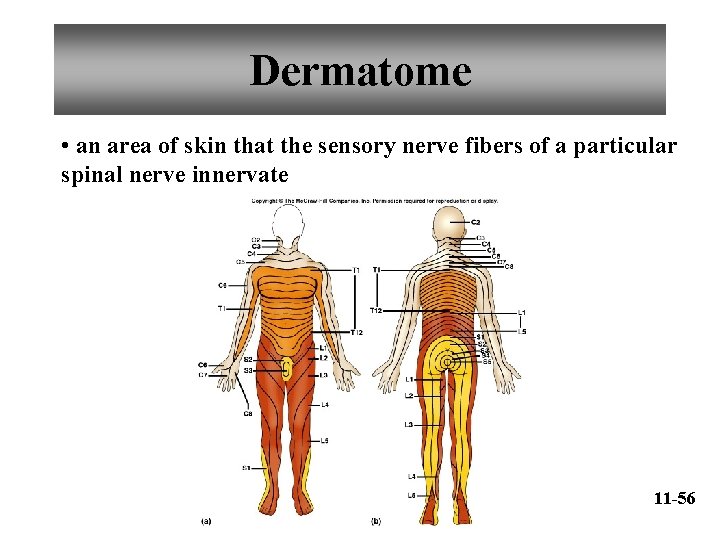 Dermatome • an area of skin that the sensory nerve fibers of a particular