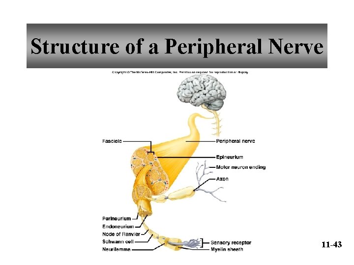 Structure of a Peripheral Nerve 11 -43 