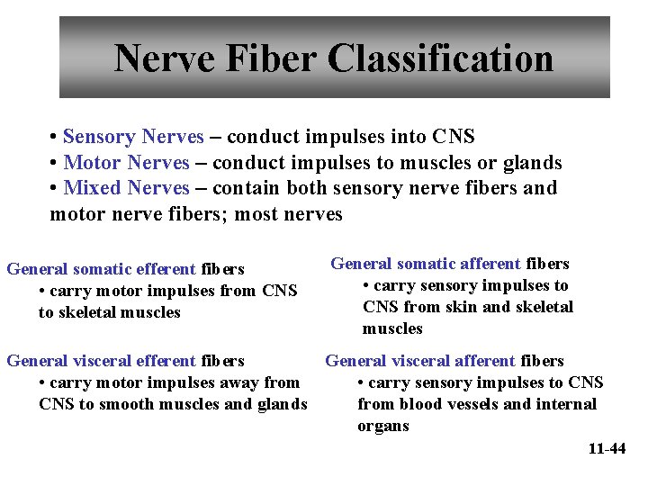 Nerve Fiber Classification • Sensory Nerves – conduct impulses into CNS • Motor Nerves