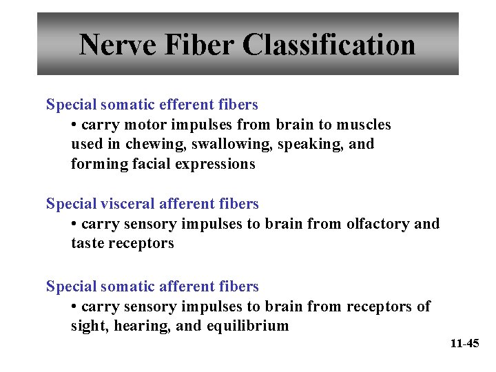 Nerve Fiber Classification Special somatic efferent fibers • carry motor impulses from brain to