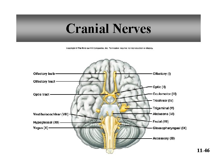 Cranial Nerves 11 -46 