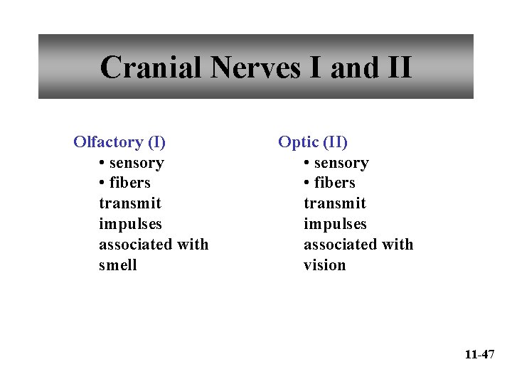 Cranial Nerves I and II Olfactory (I) • sensory • fibers transmit impulses associated