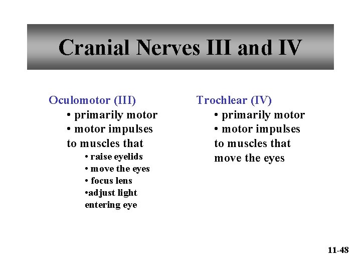 Cranial Nerves III and IV Oculomotor (III) • primarily motor • motor impulses to