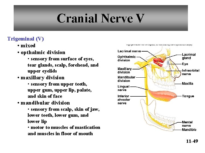 Cranial Nerve V Trigeminal (V) • mixed • opthalmic division • sensory from surface