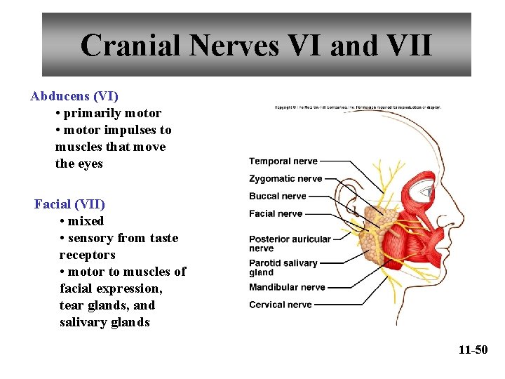 Cranial Nerves VI and VII Abducens (VI) • primarily motor • motor impulses to