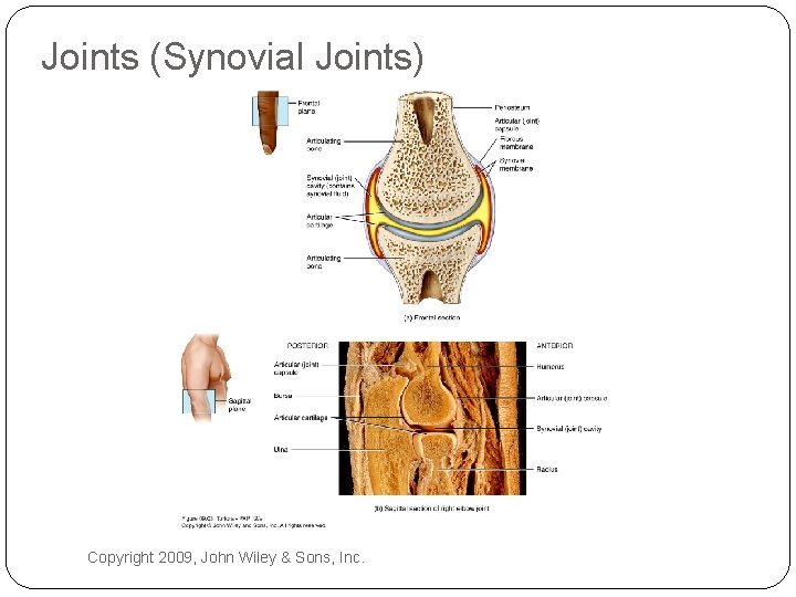 Joints (Synovial Joints) Copyright 2009, John Wiley & Sons, Inc. 