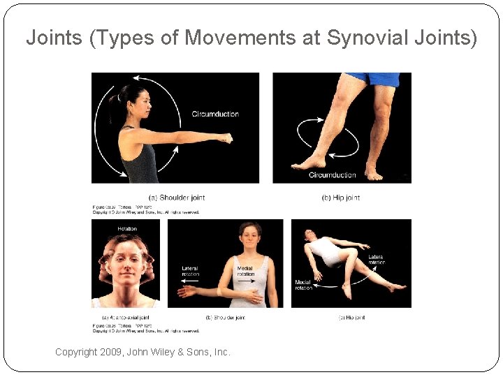 Joints (Types of Movements at Synovial Joints) Copyright 2009, John Wiley & Sons, Inc.