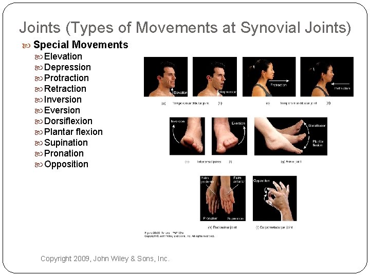 Joints (Types of Movements at Synovial Joints) Special Movements Elevation Depression Protraction Retraction Inversion
