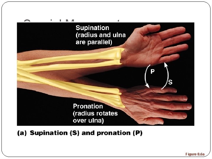 Special Movements Figure 8. 6 a 