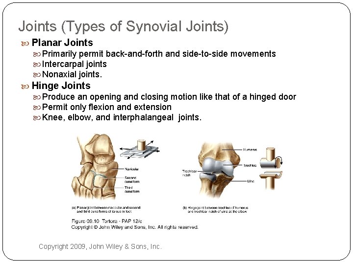 Joints (Types of Synovial Joints) Planar Joints Primarily permit back-and-forth and side-to-side movements Intercarpal