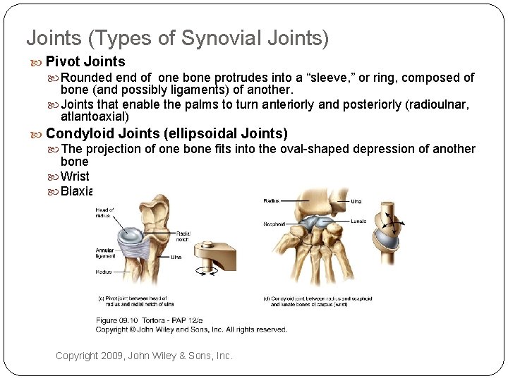 Joints (Types of Synovial Joints) Pivot Joints Rounded end of one bone protrudes into