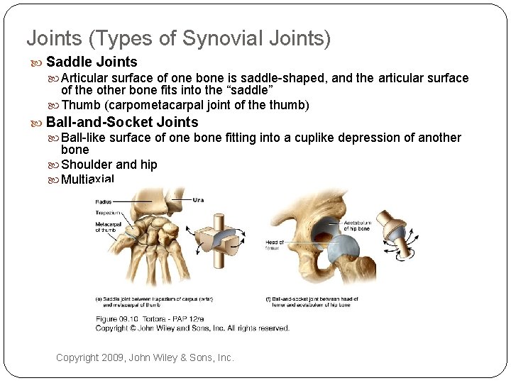 Joints (Types of Synovial Joints) Saddle Joints Articular surface of one bone is saddle-shaped,