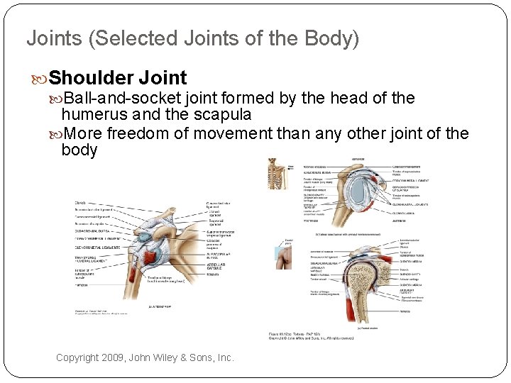 Joints (Selected Joints of the Body) Shoulder Joint Ball-and-socket joint formed by the head