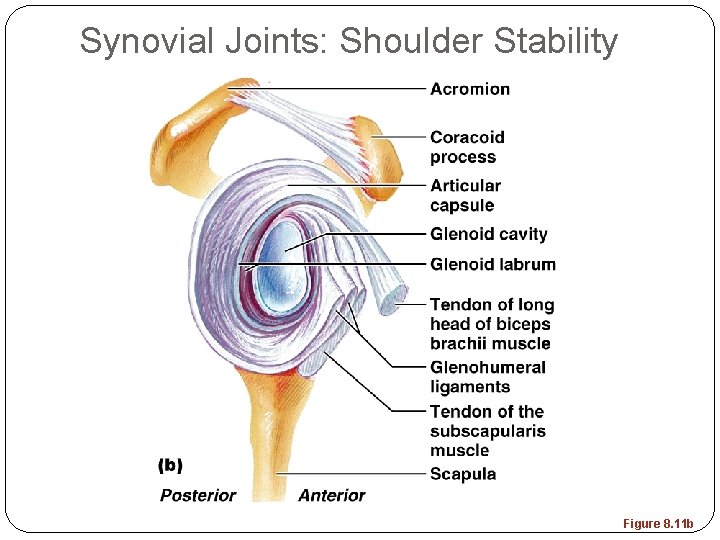 Synovial Joints: Shoulder Stability Figure 8. 11 b 