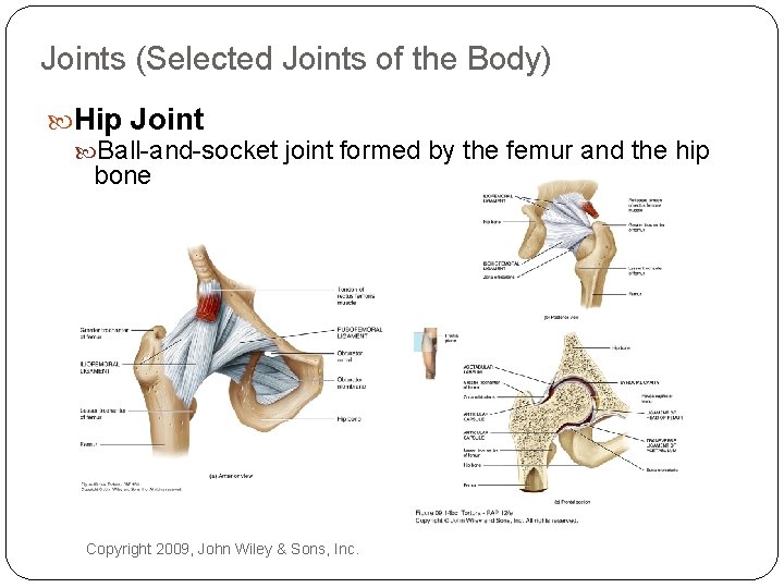 Joints (Selected Joints of the Body) Hip Joint Ball-and-socket joint formed by the femur