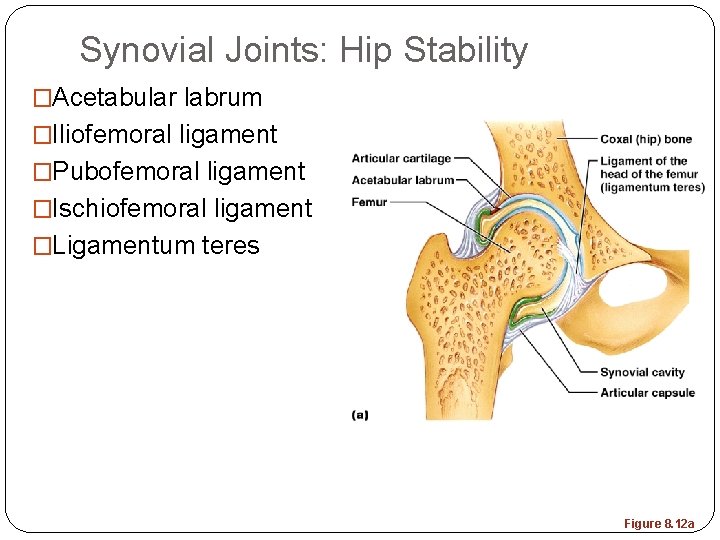 Synovial Joints: Hip Stability �Acetabular labrum �Iliofemoral ligament �Pubofemoral ligament �Ischiofemoral ligament �Ligamentum teres