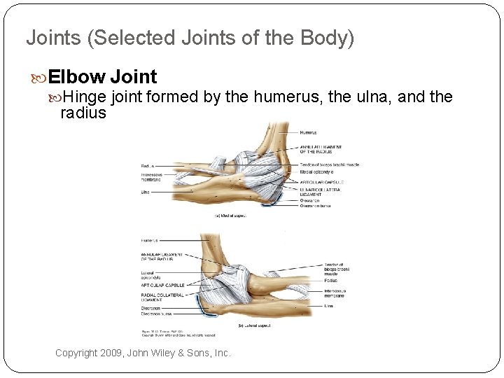 Joints (Selected Joints of the Body) Elbow Joint Hinge joint formed by the humerus,