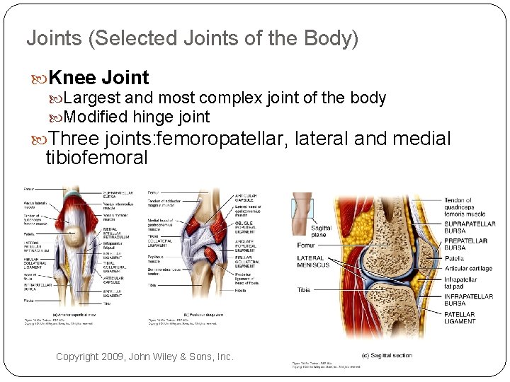 Joints (Selected Joints of the Body) Knee Joint Largest and most complex joint of
