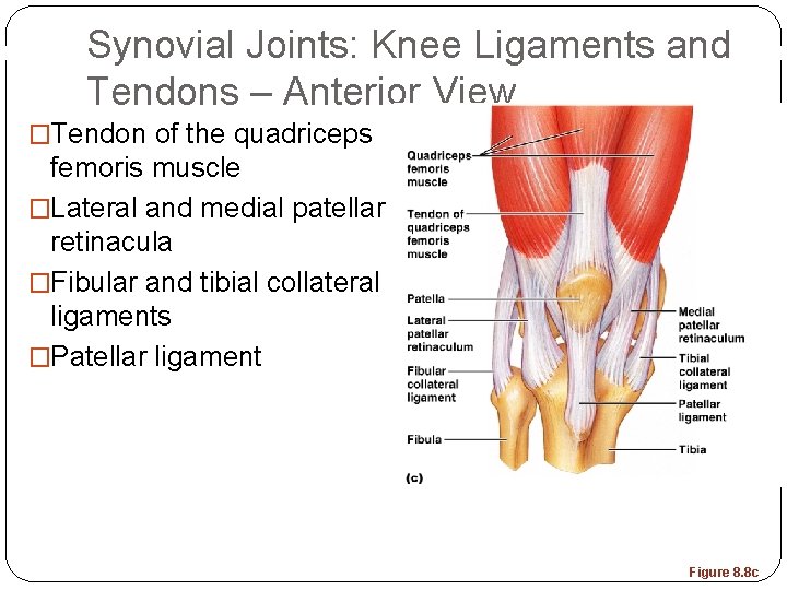 Synovial Joints: Knee Ligaments and Tendons – Anterior View �Tendon of the quadriceps femoris