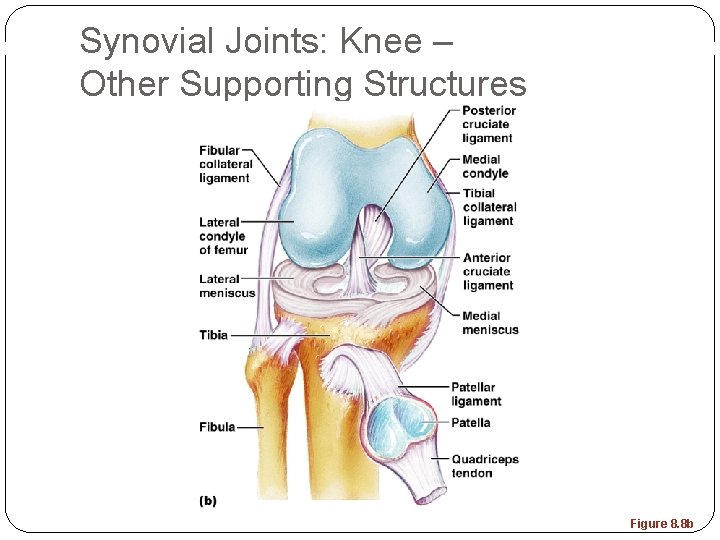 Synovial Joints: Knee – Other Supporting Structures Figure 8. 8 b 