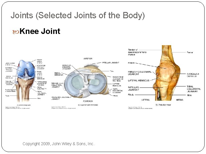 Joints (Selected Joints of the Body) Knee Joint Copyright 2009, John Wiley & Sons,
