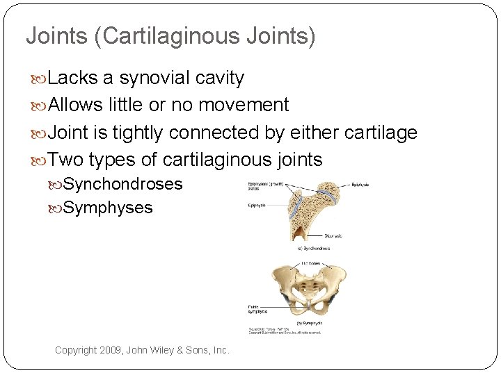 Joints (Cartilaginous Joints) Lacks a synovial cavity Allows little or no movement Joint is