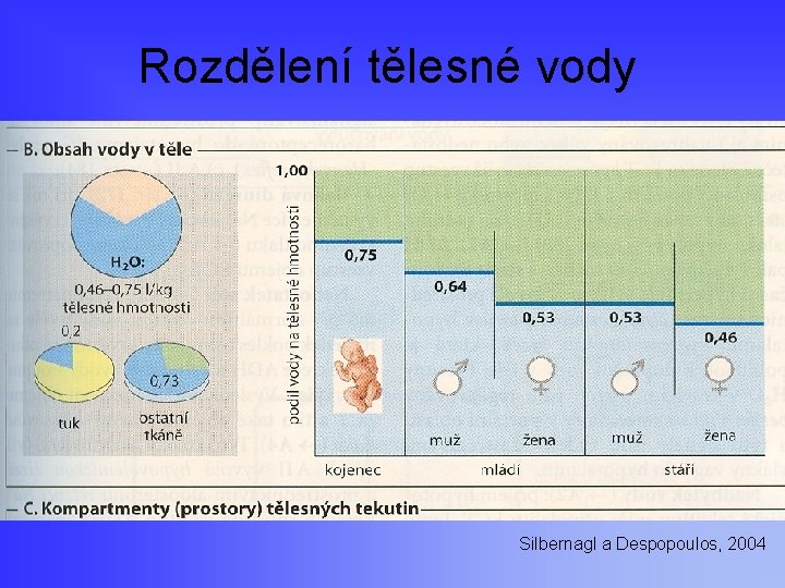 Rozdělení tělesné vody Silbernagl a Despopoulos, 2004 