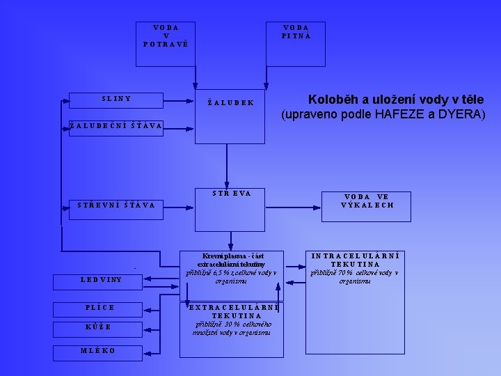 VODA V POTRAVĚ SLINY VODA PITNÁ ŽALUDEK Koloběh a uložení vody v těle (upraveno