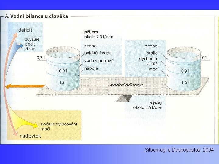 Silbernagl a Despopoulos, 2004 