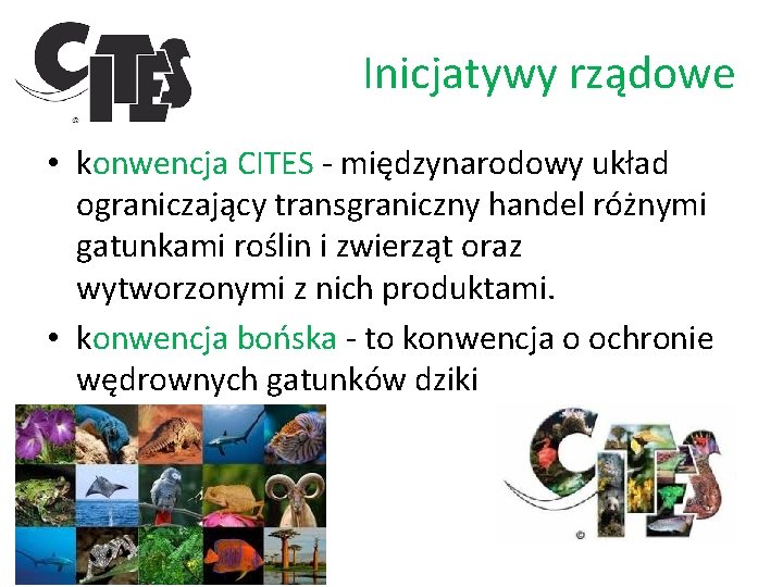 Inicjatywy rządowe • konwencja CITES - międzynarodowy układ ograniczający transgraniczny handel różnymi gatunkami roślin
