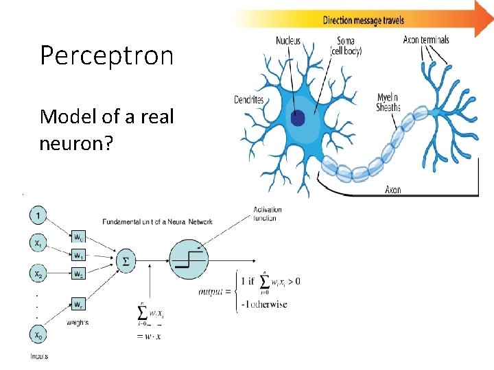 Perceptron Model of a real neuron? 