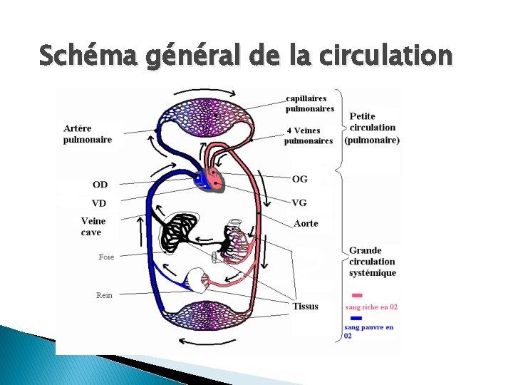 Schéma général de la circulation 