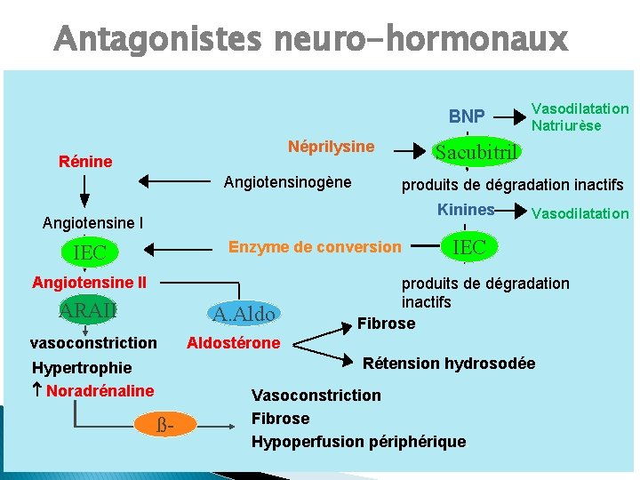 Antagonistes neuro-hormonaux BNP Néprilysine Rénine Angiotensinogène Sacubitril produits de dégradation inactifs Kinines Angiotensine I