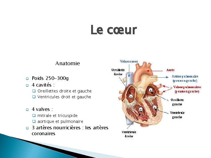 Le cœur Anatomie q q Poids 250 -300 g 4 cavités : q Oreillettes