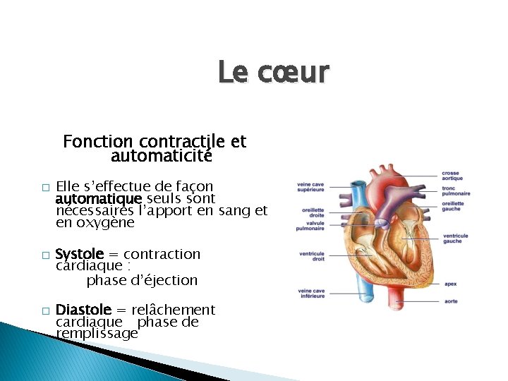 Le cœur Fonction contractile et automaticité � � � Elle s’effectue de façon automatique