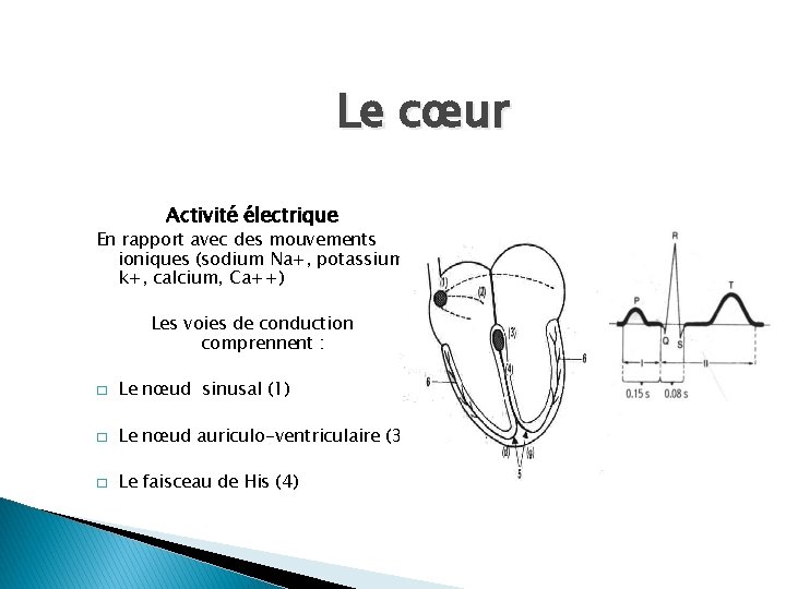 Le cœur Activité électrique En rapport avec des mouvements ioniques (sodium Na+, potassium k+,