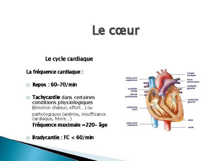 Le cœur Le cycle cardiaque La fréquence cardiaque : � � Repos : 60