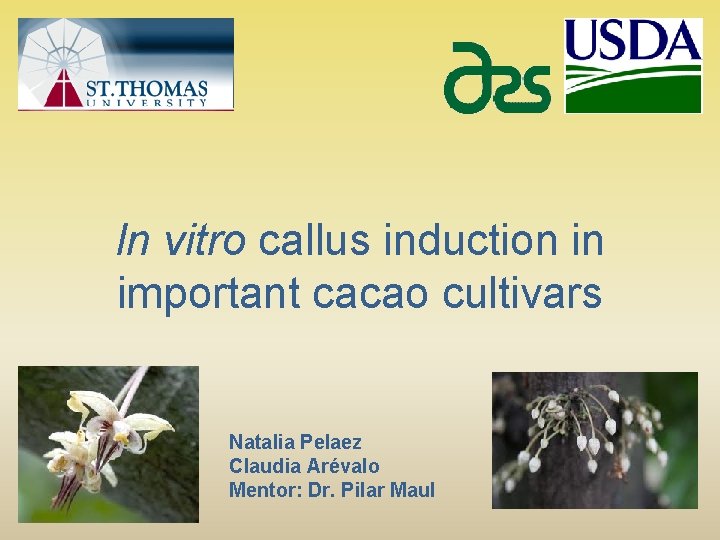 In vitro callus induction in important cacao cultivars Natalia Pelaez Claudia Arévalo Mentor: Dr.