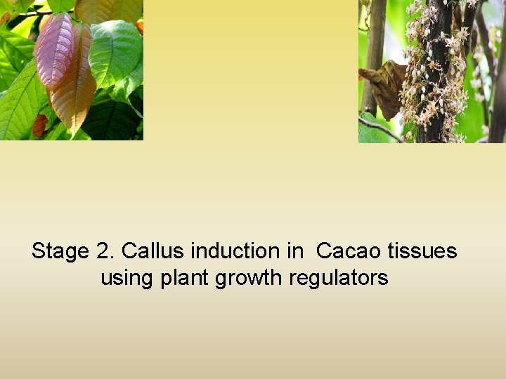 Stage 2. Callus induction in Cacao tissues using plant growth regulators 