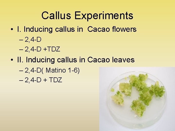 Callus Experiments • I. Inducing callus in Cacao flowers – 2, 4 -D +TDZ